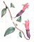 Z toho kvetu - logo